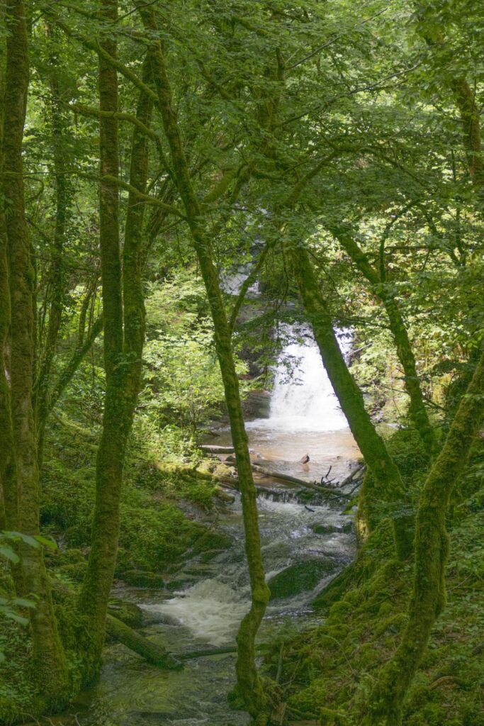 P1120439 1 1 683x1024