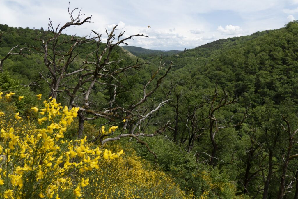 P1120461 1 1 1024x683