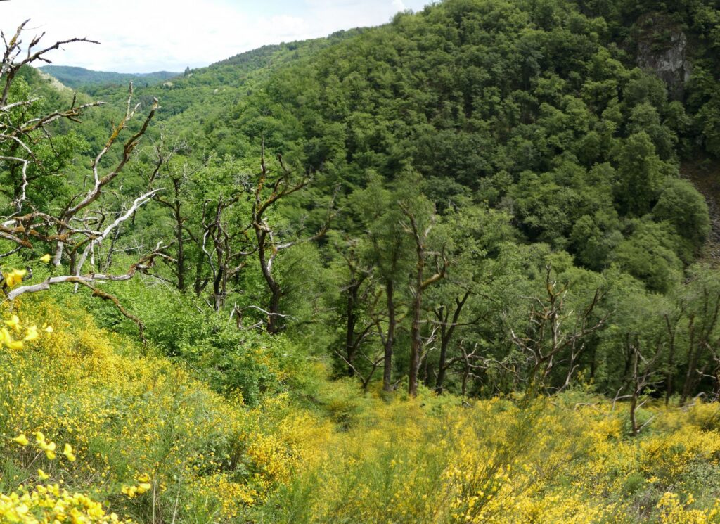 P1120465 1 P1120467 3 Images 1 1024x745