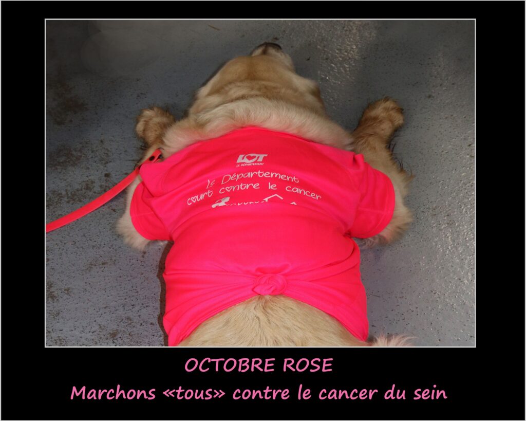 9 CHIEN DOS 0381 1024x819