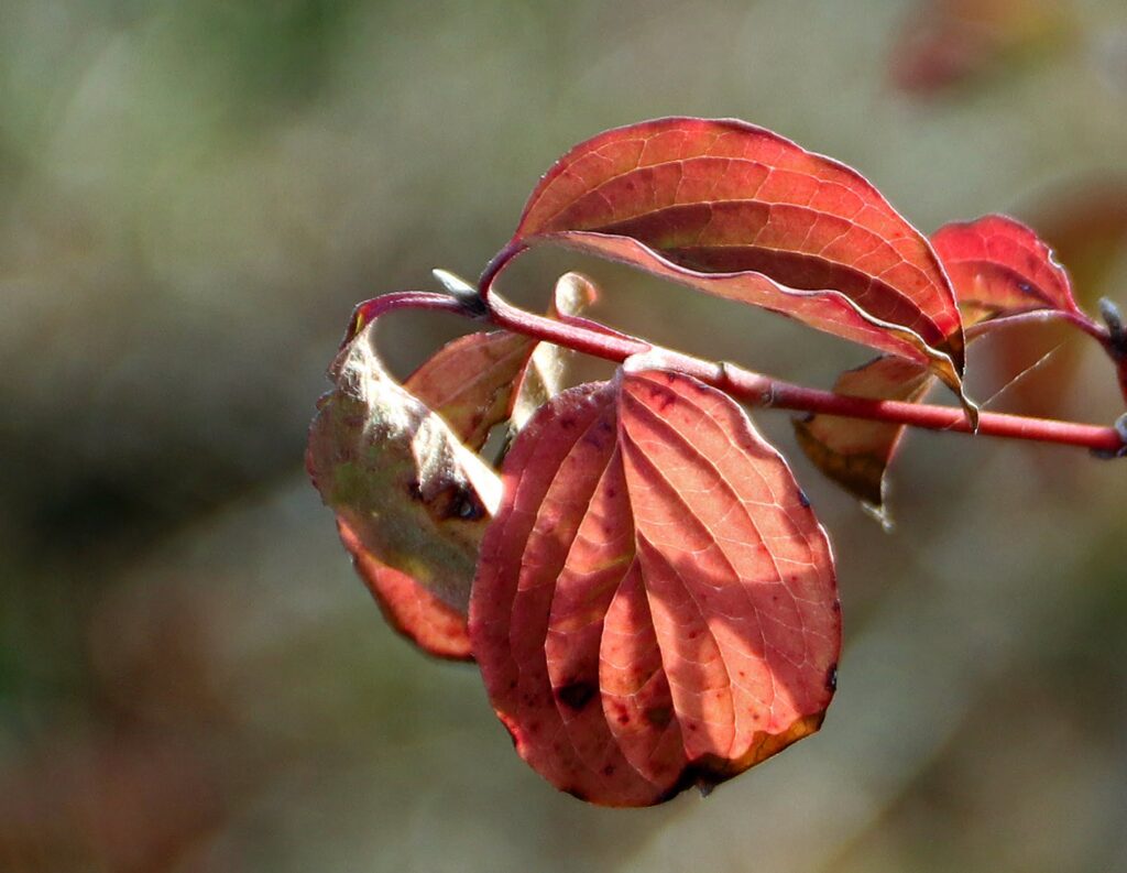 Octobre Rose, édition 2026 img 9587