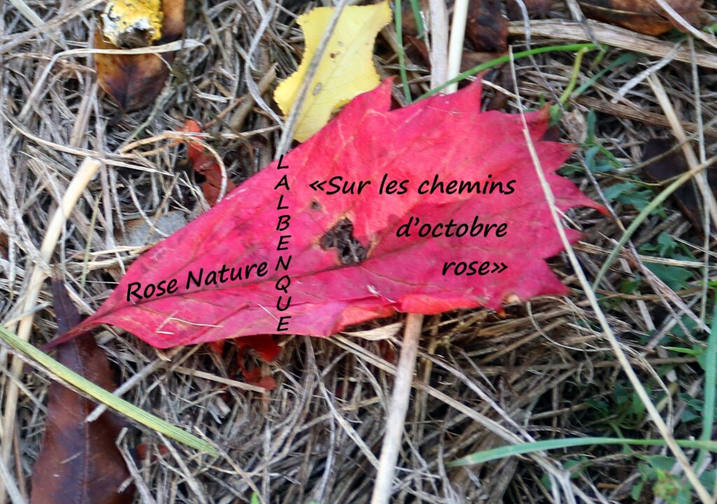 Octobre Rose, édition 2026 img 9594